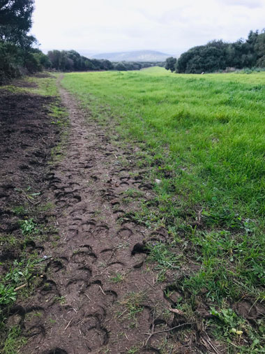 Un sentiero di campagna con le impronte degli zoccoli dei cavalli appena passati lungo il Cammino di Santa Barbara.