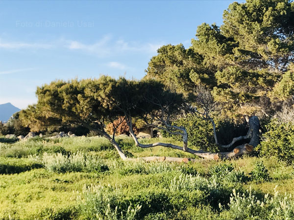 Albero piegato dalla forza del vento di maestrale